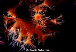 parazoantus by Scozio Salvatore 
